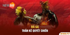 Đá gà 88 ảnh nền