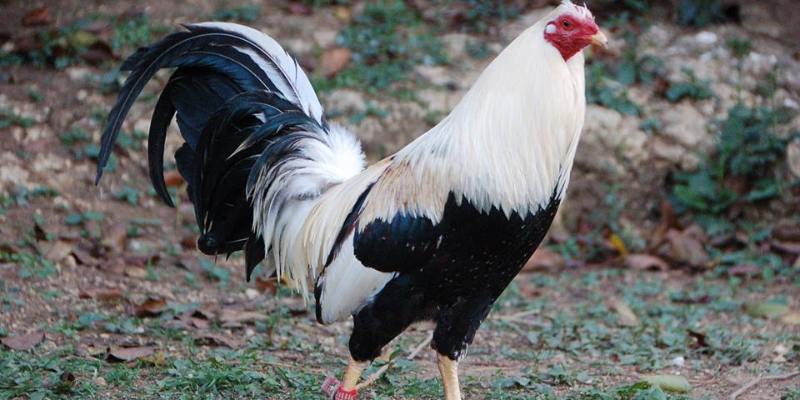 Những đặc tính nổi bật của gà chiến Kelso